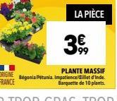 LA PIÈCE  99  PLANTE MASSIF Begonia/Petunia. Impatience Cillet d'Inde. Barquette de 10 plants. 