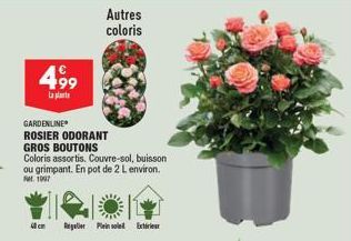 499  La plat  GARDENLINE  ROSIER ODORANT  GROS BOUTONS  Coloris assortis. Couvre-sol, buisson ou grimpant. En pot de 2 L environ. FMt. 1997  40cm Regler Plein sold Exterieur  Autres  coloris 