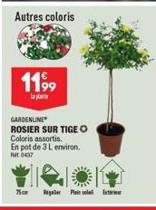 Autres coloris  1199  La plat  GARDENLINE ROSIER SUR TIGE O  Coloris assortis.  En pot de 3 L environ. Ret0437  75cm Regalier Plein soleil Extr 