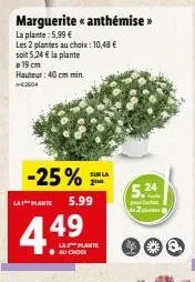 plantes 