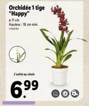 orchidée 1 tige "happy"  11 cm hauteur: 18 cm min  l'unité au choix  6.⁹9⁹ 