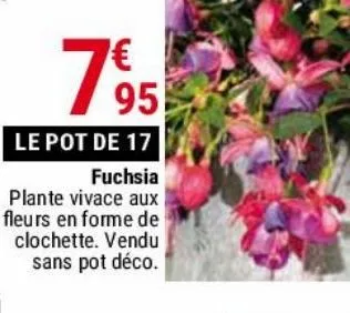 Plantes vivaces - Gamm vert