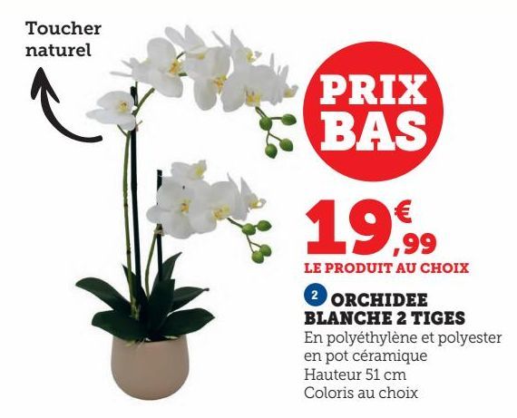 ORCHIDEE BLANCHE 2 TIGES