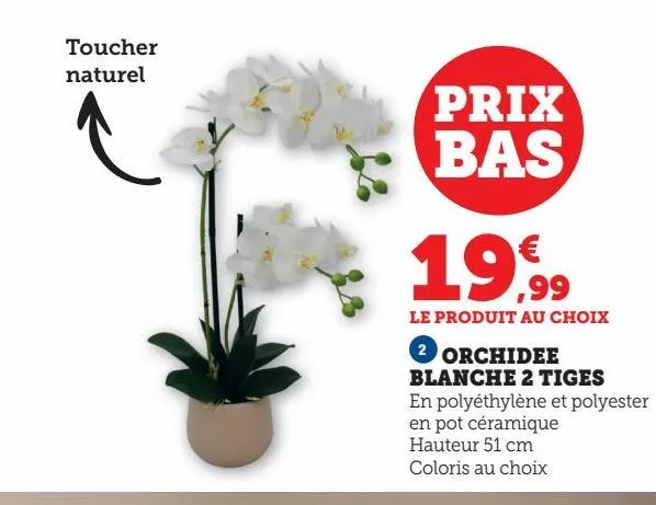 orchidee blanche 2 tiges