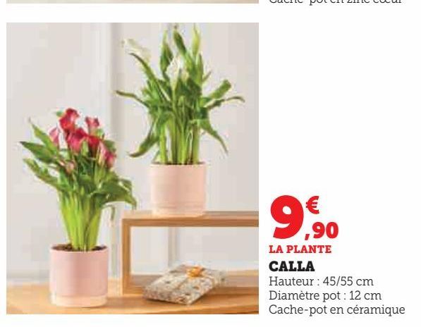 Calla 