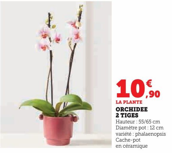 ORCHIDEE 2 TIGES