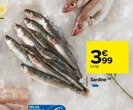 39⁹  lokg  sardine 