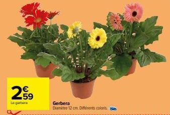 gerbera 