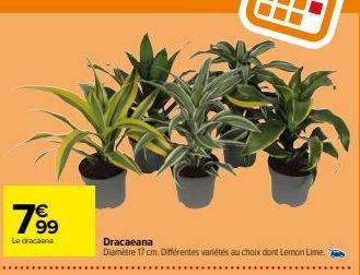 1⁹⁹9  Le dracaena  Dracaeana  Diamètre 17 cm. Différentes variétés au choix dont Lemon Lime. 