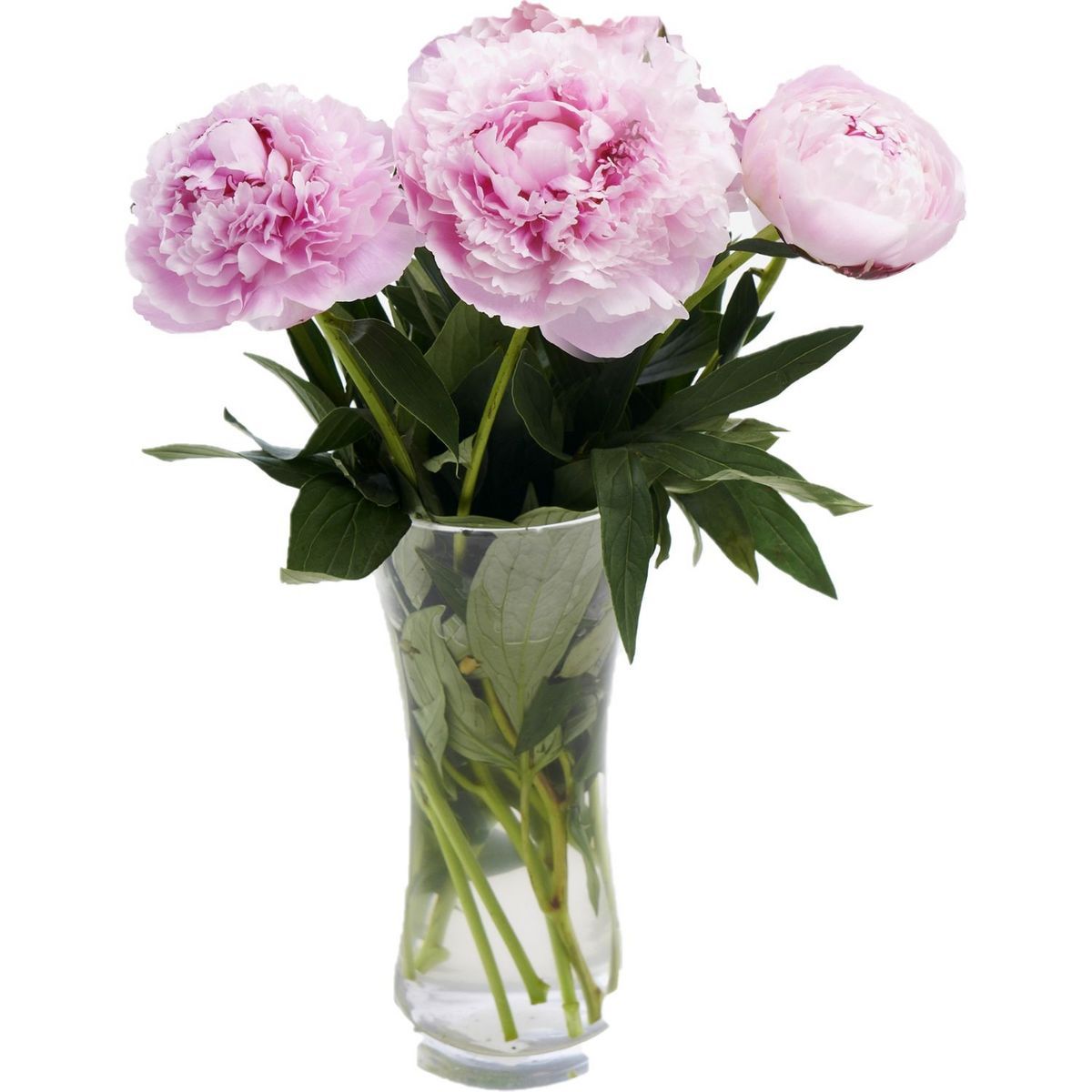 BOUQUET DE 3 PIVOINES 