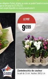 FLEURS DE FRANCE  27/05/23  LE POT  9€99  Zantedeschia de couleur Le pot de 13 cm, hauteur 38/52 cm 