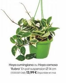 hoya cumingiana ou hoya carnosa 'rubra' en pot suspension ø 14 cm (1055067-068) 13,99 € disponible en mai 