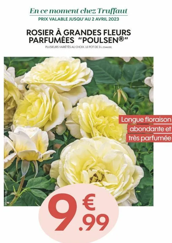 ⓒflorapress/beck  en ce moment chez truffaut  prix valable jusqu'au 2 avril 2023  rosier à grandes fleurs parfumées "poulsenⓡ"  plusieurs variétés au choix. le pot de 3 l (1046658)  9.99  longue flora