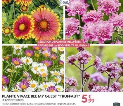 plante vivace bee my guest "truffaut" 59  de 2 litres.  selection de plantes melliféres, favorisent la biodiversité au jardin!  fleurs,  de france 