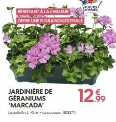 resistant à la chaleur  offre une floraison estivale  jardinière de géraniums 'marcada'  la jardinière l 40 cm+ sa soucoupe (828377)  fleurs/ de france  12.99 