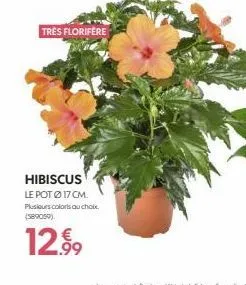 très florifere  hibiscus  le pot ø17 cm. plusieurs colors au choix. (589059)  12.99 