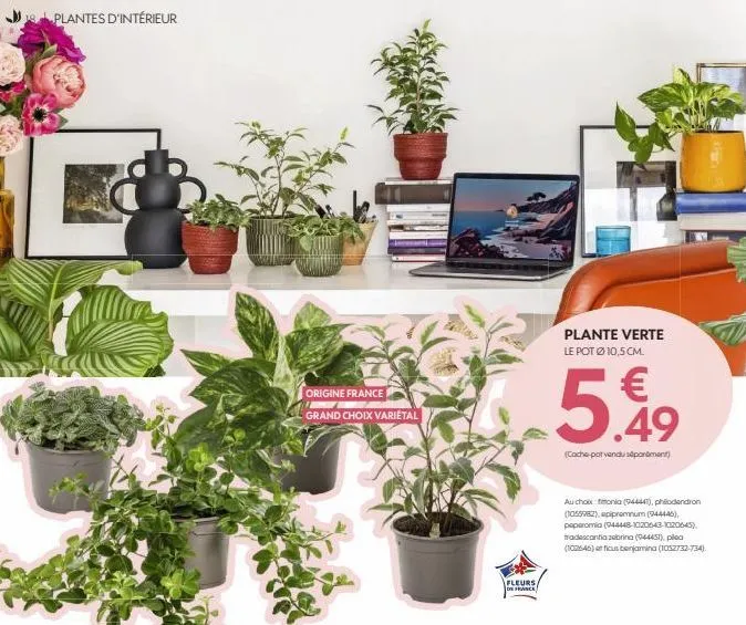 plantes d'intérieur  origine france grand choix varietal  fleurs de france  plante verte  le pot ø 10,5 cm.  € .49  (cache-pot vendu spartment)  5  au choix monia (944441),philodendron (1055962), epip