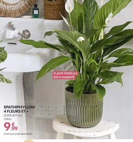 spathiphyllum 4 fleurs et + le pot ø 17 cm. (70806)  9.99  (cache-pot vendu séparément)  plante tropicale 80% d'humidité 