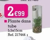 2 €99  ■plante dans  tube 5,5x15cm  ref. 2174441 