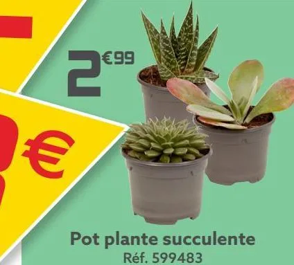 pot plante succulente