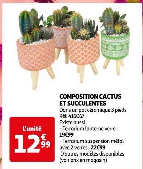 composition cactus et succulentes