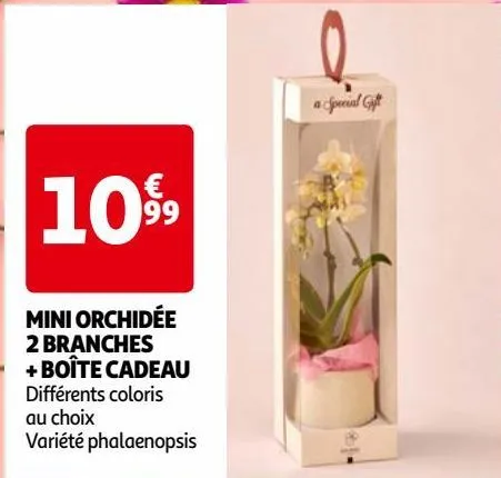 mini orchidée 2 branches + boîte cadeau