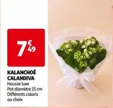 KALANCHOË CALANDIVA offre à 7,49€ sur Auchan