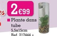 2 €99  Plante dans  tube  5,5x15cm  Ref. 217444 1 