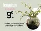 terrarium  9⁰%  sedum, poten  hidom 182021 