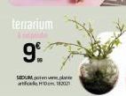 terrarium  9⁰%  SEDUM, poten  HIDom 182021 