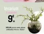 terrarium  9⁰%  sedum, poten  hidom 182021 