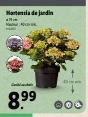 hortensia de jardin  19 cm hauteur: 40 cm min.  **  40 cm min.  no 