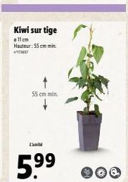 Kiwi sur tige  allem  Hauteur: 55 cm min 172657  55 cm min  L'unité  5.⁹⁹ 