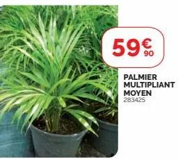 59€  palmier multipliant  moyen  283425 