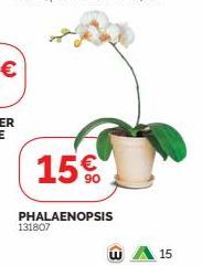 15€  PHALAENOPSIS  131807  W  15 