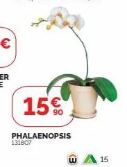 15€  phalaenopsis  131807  w  15 