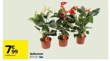 78⁹9  €  L'anthurium  Anthurium Ⓒ17 cm. 