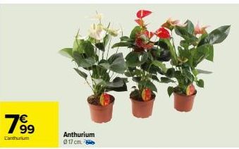 78⁹9  €  L'anthurium  Anthurium Ⓒ17 cm. 
