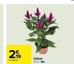69  €  299  La célosie  Célosie 12 cm. 