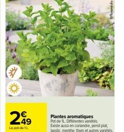 €  249  Le pot de 1L  Plantes aromatiques Pot de 1L Différentes variétés Existe aussi en coriandre, persil plat,  basilic, menthe, thym et autres variétés 