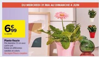 699  La pl  DU MERCREDI 31 MAI AU DIMANCHE 4 JUIN  Plante fleurie  Pot diamètre 12cm avec cache pot  Existe en dentes  variétés et colors  Au rayon Fleurs coupées 