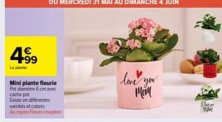 499  La plant  Mini plante fleurie Potcamere 6cm avec cache pot  Existe en différentes varietes et colors Au rayon Fleurs coupées  love you  Llagge  A 