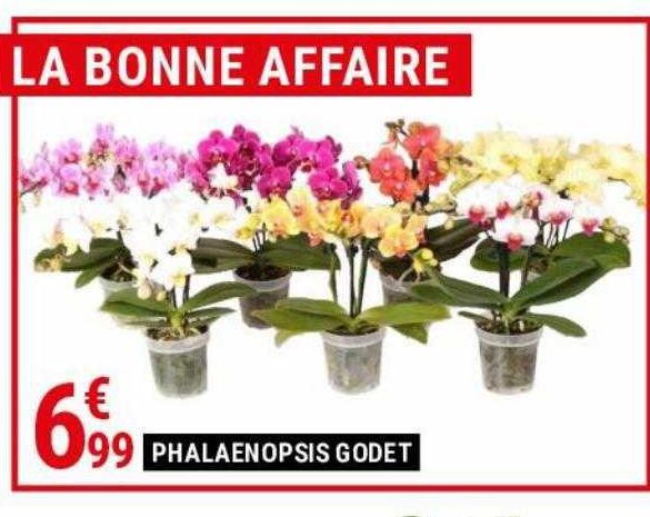 Phalaenopsis Goddet