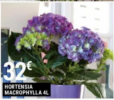 hortensia macrophylla 4l