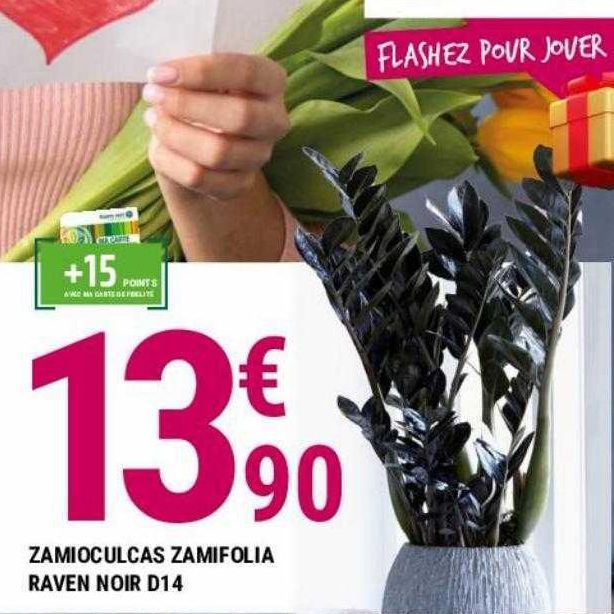 Zamioculcas zamifolia raven noir D14