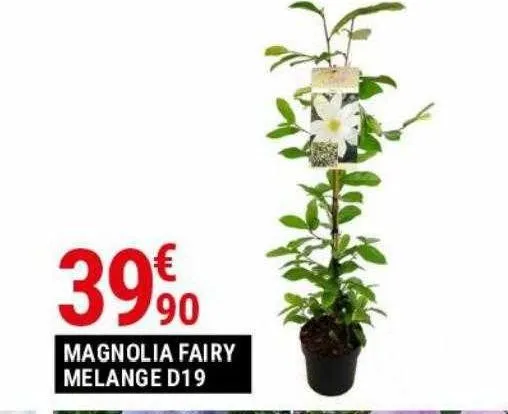 magnolia fairy melange d19