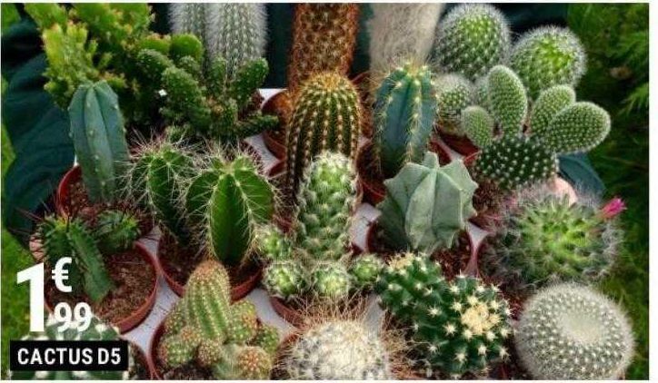 cactus D5