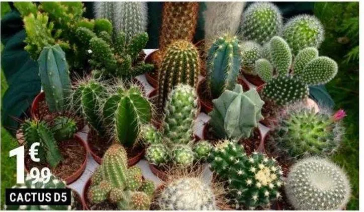 cactus d5