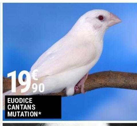 Euodice cantans mutation
