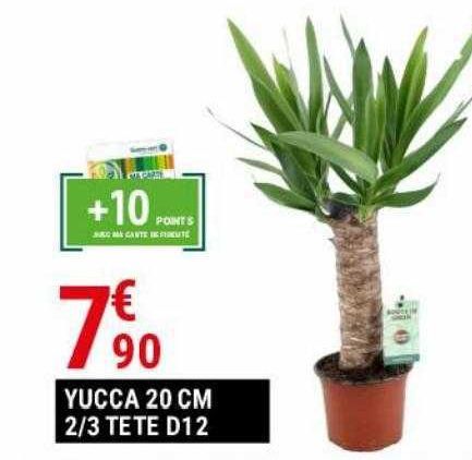 yUCCA 20 cm 2/3 tete d12